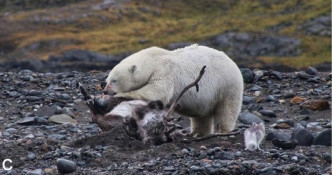 北极熊为了抵御其他掠食者，利用石头盖住未吃完的驯鹿肉。网图