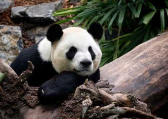大熊貓「大毛」和「二順」如今仍滯留卡爾加利。AP圖