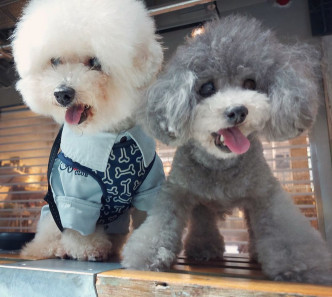 網民笑說羨慕兩犬想做施嬅的狗狗。