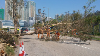 民安队队员合力清除风灾后阻碍道路的树干和树枝。政府新闻处图片