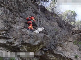 消防員接獲村民報案指，4隻山羊被困懸崖。網圖