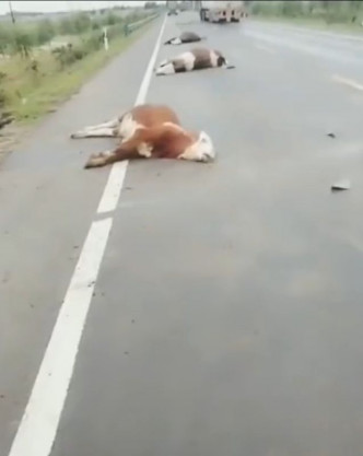 13頭牛當場被撞死慘不忍睹。