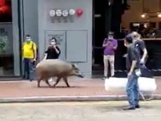 不少市民见到行人路上有巨型野猪行走，只敢站在原地观望。影片截图