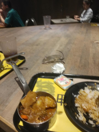 一只约手掌大小的老鼠伏在餐桌上。网民卢恩培照片