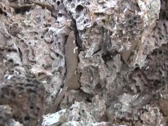 湖北发现60多年的超大蚁穴。