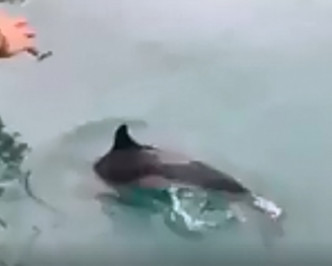 網民聲稱將軍澳工業邨對出海面有一條海豚出現。Kay Chu影片截圖