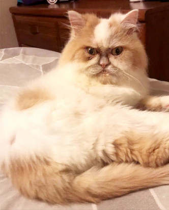 Louis憑一張臭臉稱為新的「Grumpy Cat」。網圖