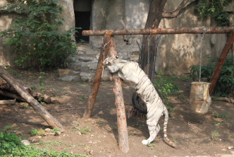 动物园称已将老虎收回进行矫正训练，现已回复正常。网图