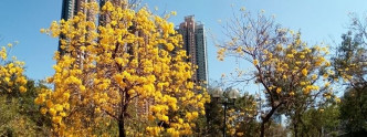 南昌公园黄花风铃木已经盛放。读者Kwok Shun Nok Harry提供