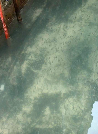 威尼斯運河清澈見底天鵝魚群暢泳。fb