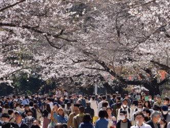 上野恩賜公園等再現賞櫻人潮。JP