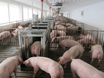 甘肅爆發非洲豬瘟，265隻豬發病死亡。(網圖)