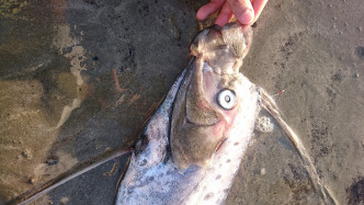 日本有民眾捕獲2米長「地震魚」 。網上圖片