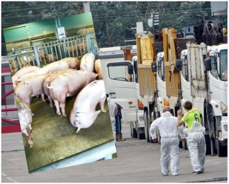 豬屍將由夾斗車運往堆填區。小圖為屠房內撲殺前的情況。