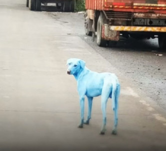 動物保護組織指，已遇過5隻這樣的「藍色狗」。
