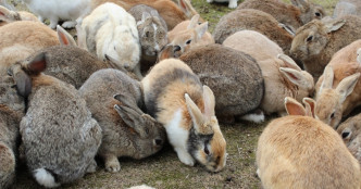 大久野岛游客太多不断喂饲，兔子数量急增争地盘受伤。网图