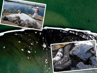 航拍照片顯示，加利福尼亞州亨廷頓海灘的在發生漏油事件後的情況。AP圖片