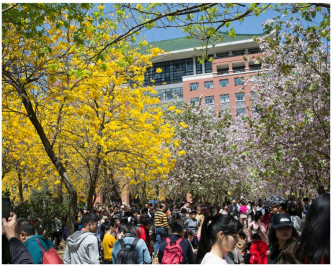大学内的紫荆花、黄铃木、樱花开得尤其灿烂优美。网图