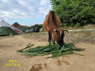 草地被人霸佔，牛隻沒有地方吃草。FB專頁「西貢牛」圖片