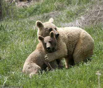 Dasha生下两个棕熊BB Luka和Coco 。网图