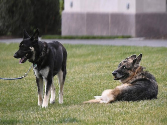 「冠军」与另一只德国牧羊犬为3岁的「少校」(Major)同住在白宫。美联社图片