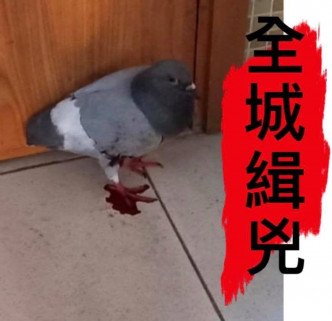 「香港動物報」FB圖片