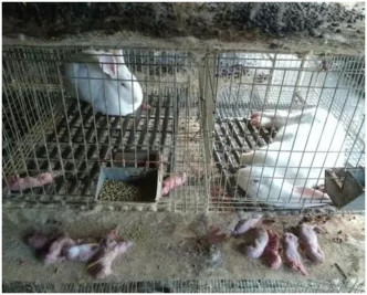 養殖場內飼養的兔子陸續出現母兔流產及死亡。網圖
