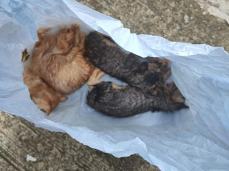 其中兩隻貓b死亡。香港動物報圖片