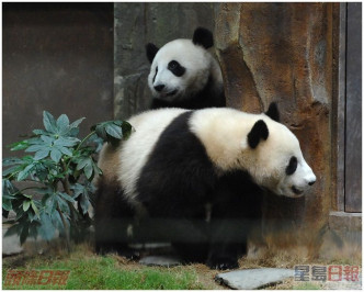 香港先後獲內地贈送四隻大熊貓。資料圖片