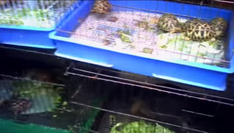 烏龜。影片截圖