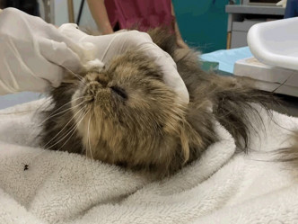 獸醫團隊為貓隻剃去打結的毛髮。愛護動物協會影片截圖
