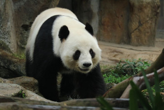 雄性大熊貓樂樂。海洋公園提供