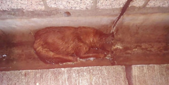 狗狗被弃水渠。RCAP 拯救遗弃宠物中心