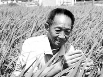 袁隆平昨日逝世享年91歲。