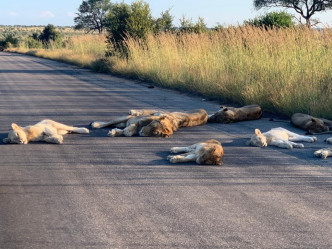 「Kruger National Park」Twitter 图片