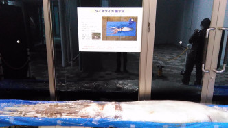 新舄市水族馆限定展览，容许参观民众隔着胶纸触摸大王乌贼及拍照留念。Twitter图片