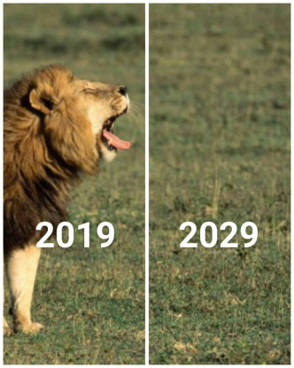 未來10年可能連獅子都滅絕。網上圖片