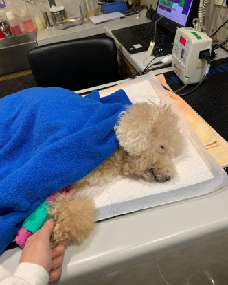 阿Sa透露16岁爱犬「荔枝仔」不适被送入院。