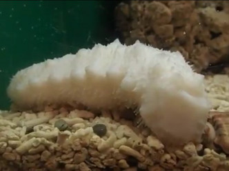 水族館在網上張貼出「純白海參」照片。twitter