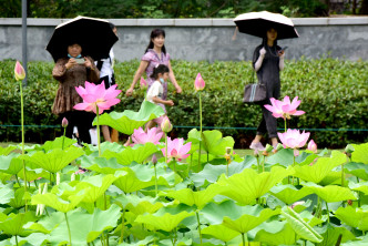 遊客在寧夏銀川市鳴翠湖國家濕地公園賞花遊玩。 新華社圖片