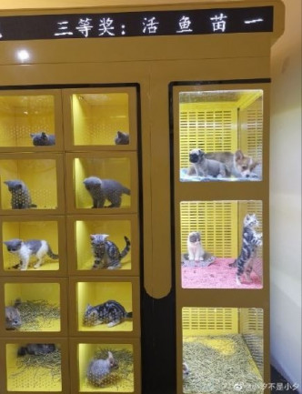 貓咪被關在狹小的玻璃櫃內。