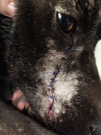 被虐待唐狗伤势严重，或危及视力或求生能力。毛孩守护者facebook图片