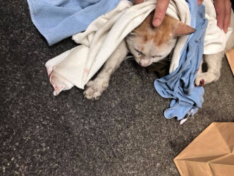 猫猫被义工救起。 网民Martin Like摄