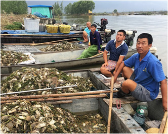 村民自发将自家养殖场内的螃蟹和鱼虾尸体打捞上岸。网图