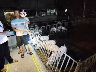 警方在其中一名疑犯的养猪场内找到被劫走的种猪，5人亦承认犯案。网图
