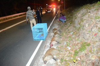 荃湾野猪被撞四死一重伤。