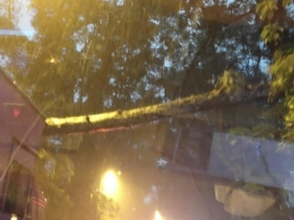 粉锦公路近荣昌茶座一棵大树塌下。‎网民Philip Ch‎/ 上水人大联盟fb群组