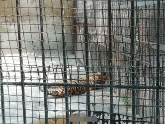 1虎被捕获后证实死亡。网图