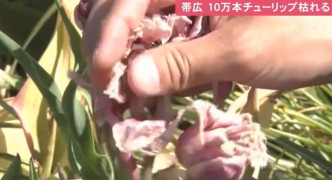 北海道10萬株鬱金香被熱死。網上圖片