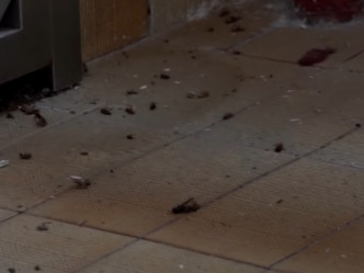 大厦走廊有多只蟑螂尸体。影片截图
